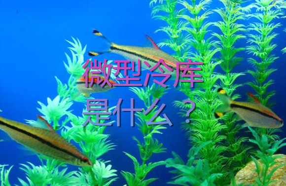 微型冷庫(kù)是什么？.jpg