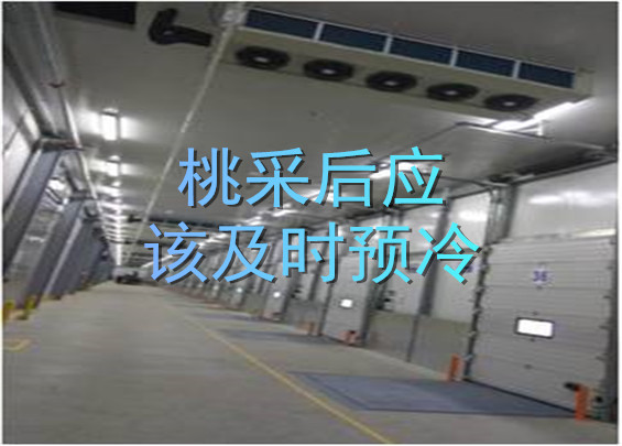 桃采后應(yīng)該及時預(yù)冷.jpg