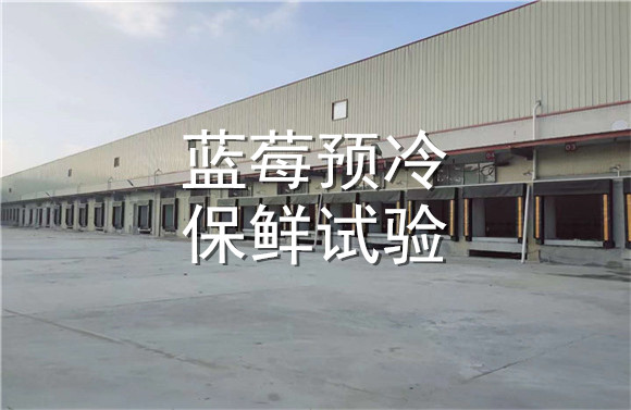 藍莓預(yù)冷保鮮試驗.jpg