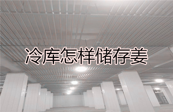 冷庫(kù)怎樣儲(chǔ)存姜.jpg